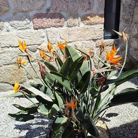 Casas Do Arrabalde Amarante