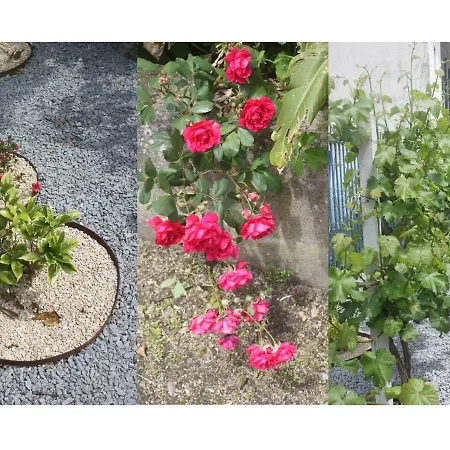 Casas Do Arrabalde أمارانتي